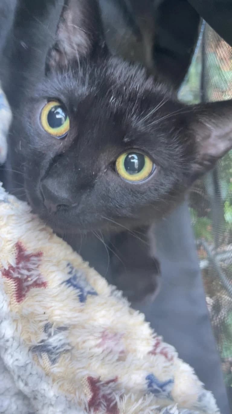 ARNAK, European Shorthair for adoption at Le Chat Doc