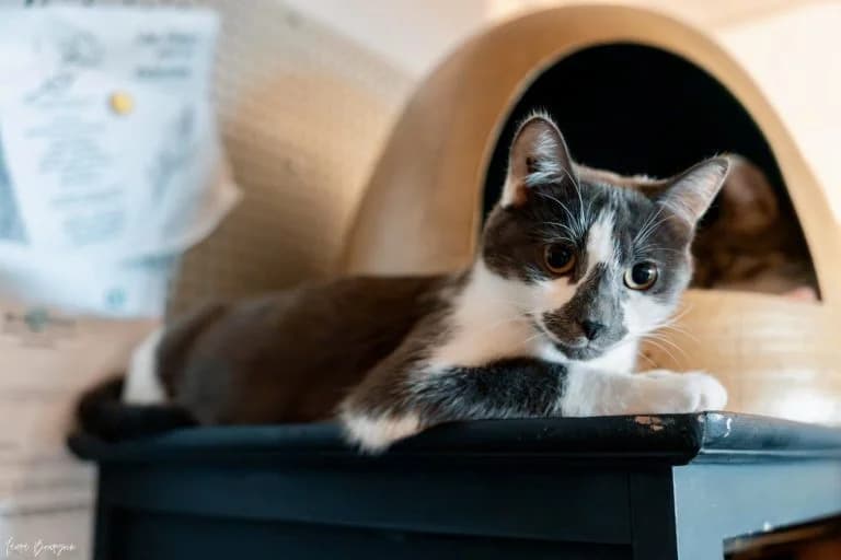 AYANA, European Shorthair for adoption at Le Chat Doc