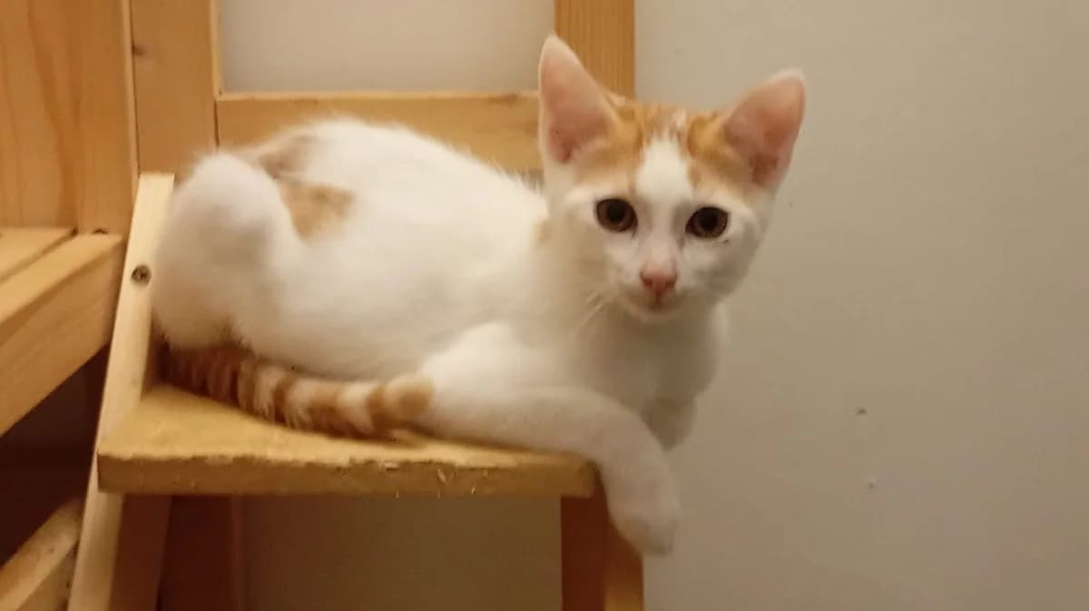 BANJO, European Shorthair for adoption at Le Chat Doc
