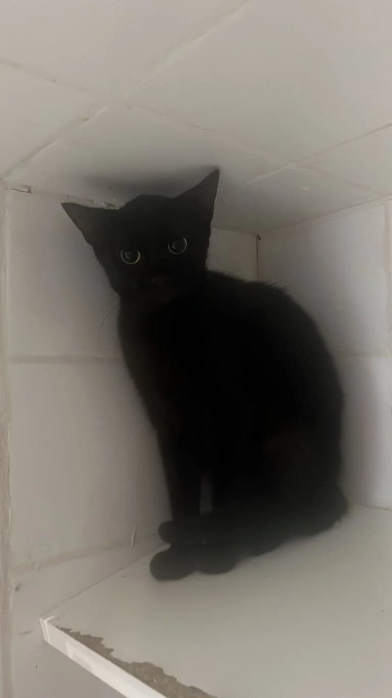 BLAGOUNETTTE ou BARZOLETTA, European Shorthair for adoption at Le Chat Doc