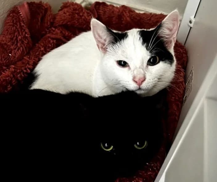 CALICE et TABERNACLE, European Shorthair for adoption at Le Chat Doc