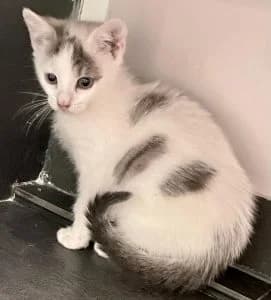 PÉGAZE, European Shorthair for adoption at Le Chat Doc