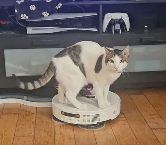 CESAR de G, European Shorthair for adoption at Le Chat Doc