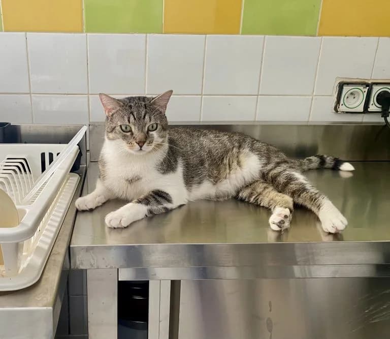 CHIRO, European Shorthair for adoption at Le Chat Doc
