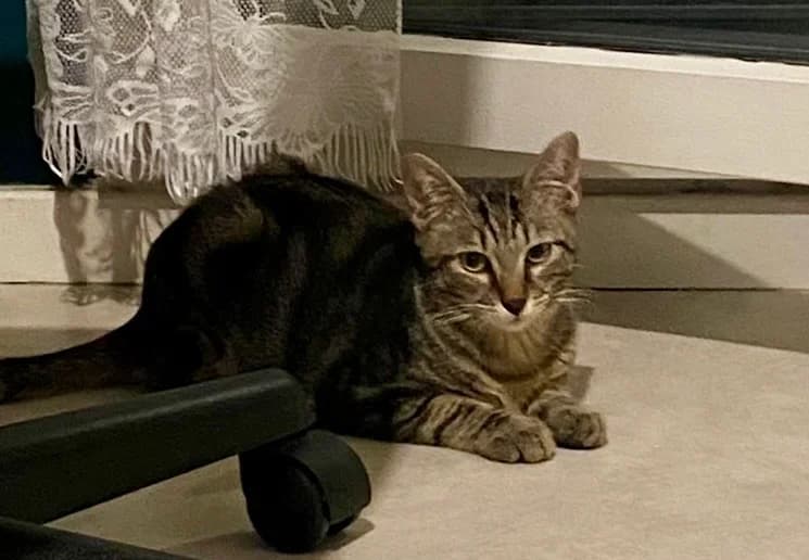 COMPAY, European Shorthair for adoption at Le Chat Doc