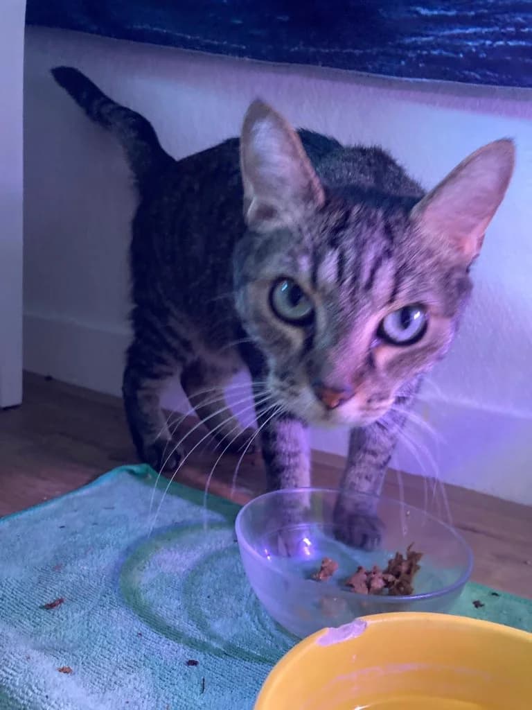 CRISPY, European Shorthair for adoption at Le Chat Doc