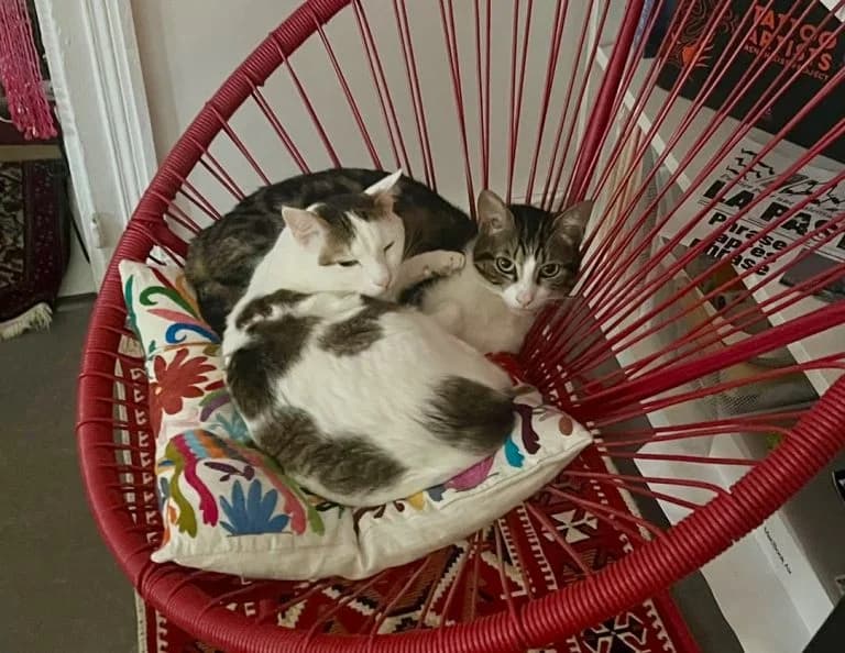 ELECTROLUX et AKIRA, European Shorthair for adoption at Le Chat Doc