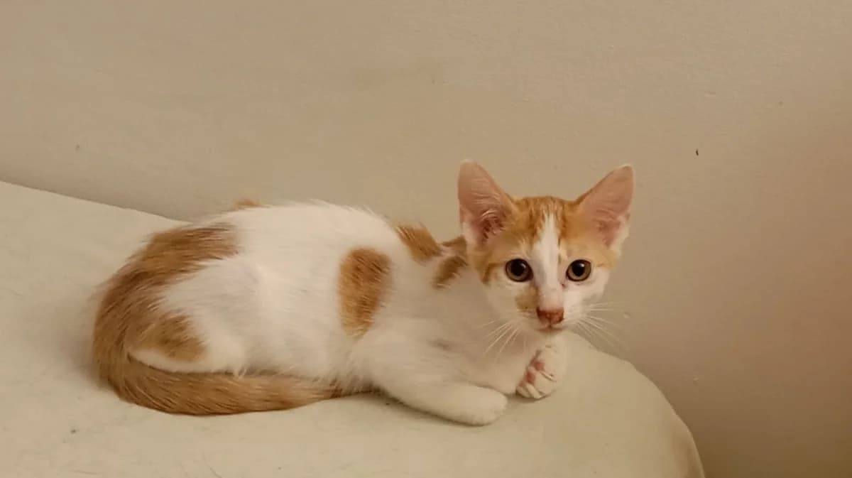 EMPEDAMOS, European Shorthair for adoption at Le Chat Doc