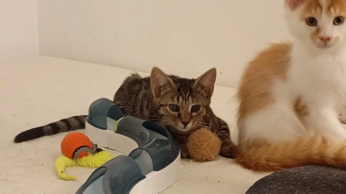 FAJITAS, European Shorthair for adoption at Le Chat Doc