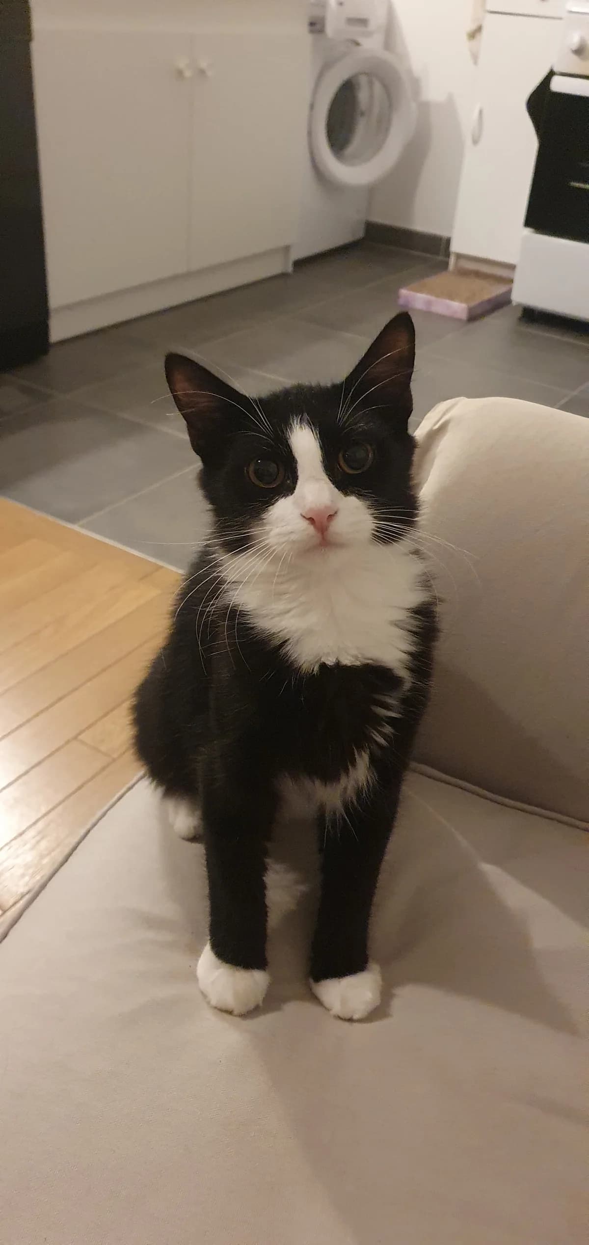 FIDEL CASTRO, European Shorthair for adoption at Le Chat Doc