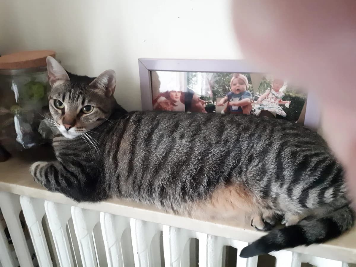 GOLDI de PORTO, European Shorthair for adoption at Le Chat Doc