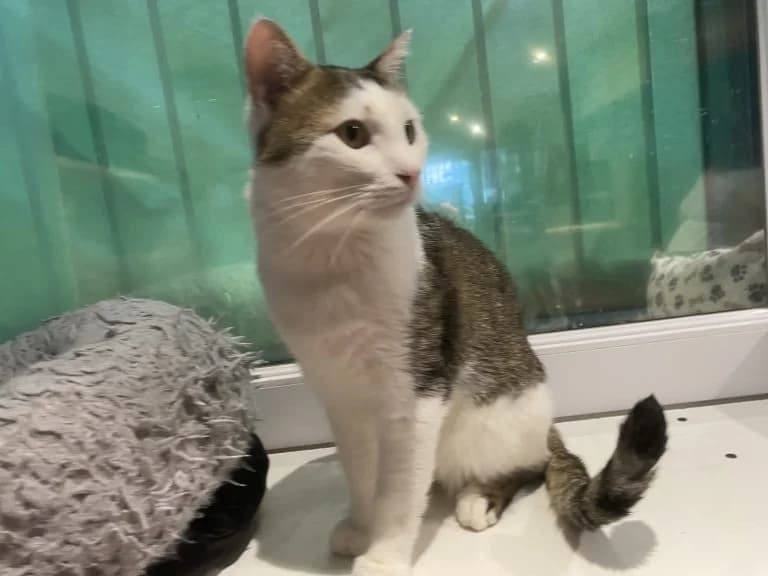 GRISOUILLE, European Shorthair for adoption at Le Chat Doc