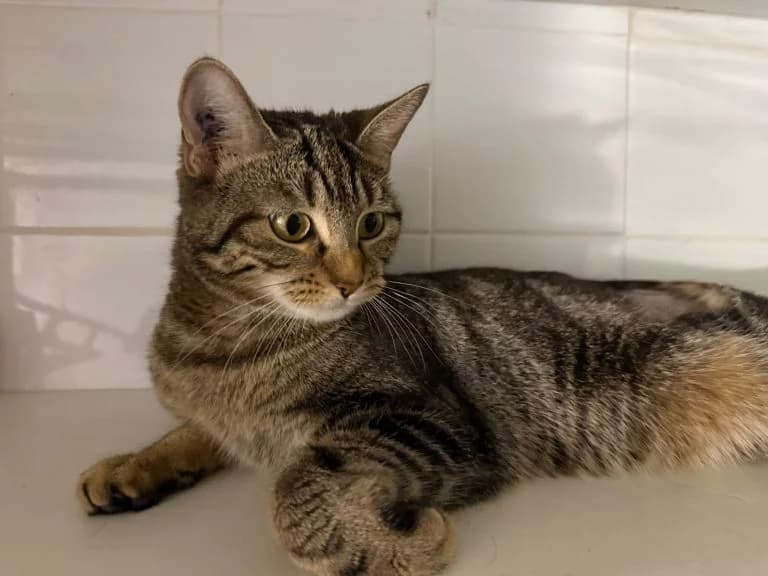 ISMÈNE, European Shorthair for adoption at Le Chat Doc