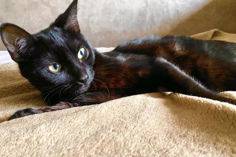 KAWA, European Shorthair for adoption at Le Chat Doc