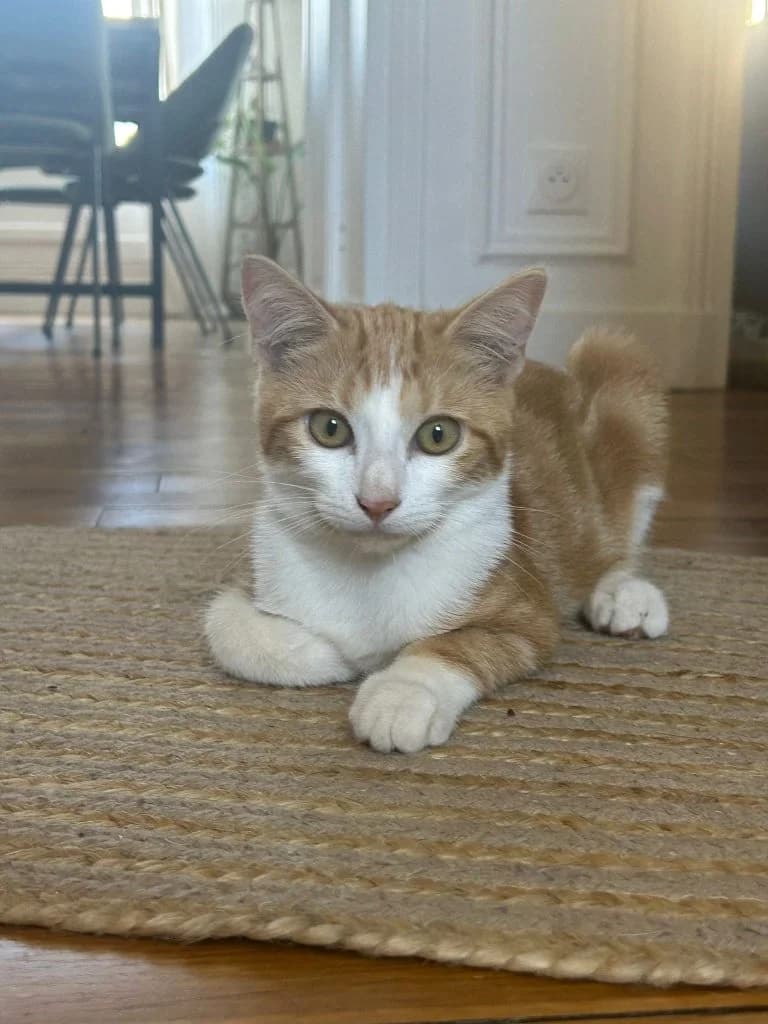 LE GRAAL, European Shorthair for adoption at Le Chat Doc