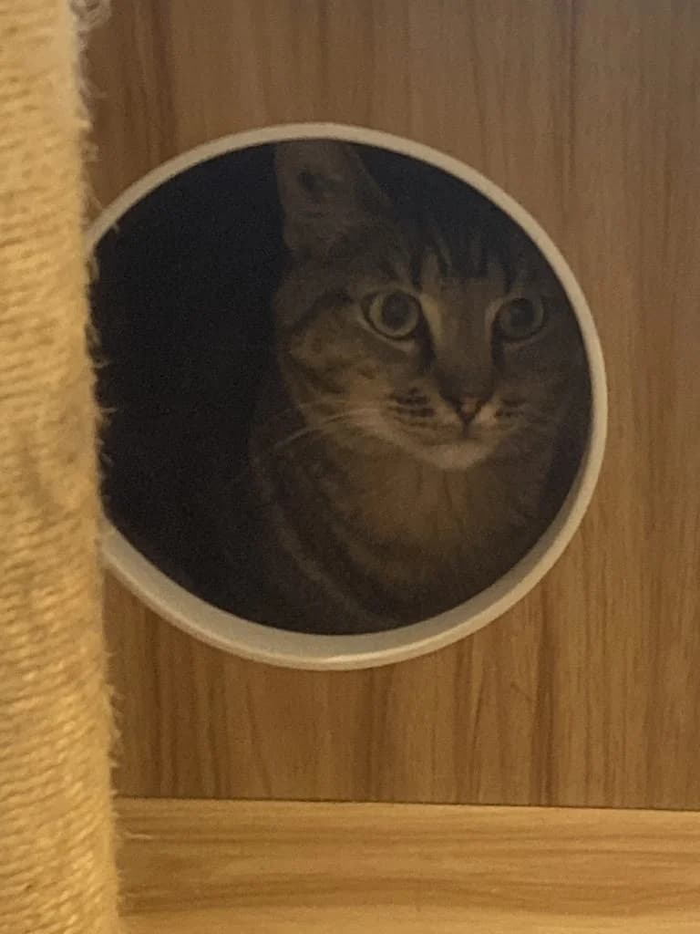 MARBRÉ, European Shorthair for adoption at Le Chat Doc