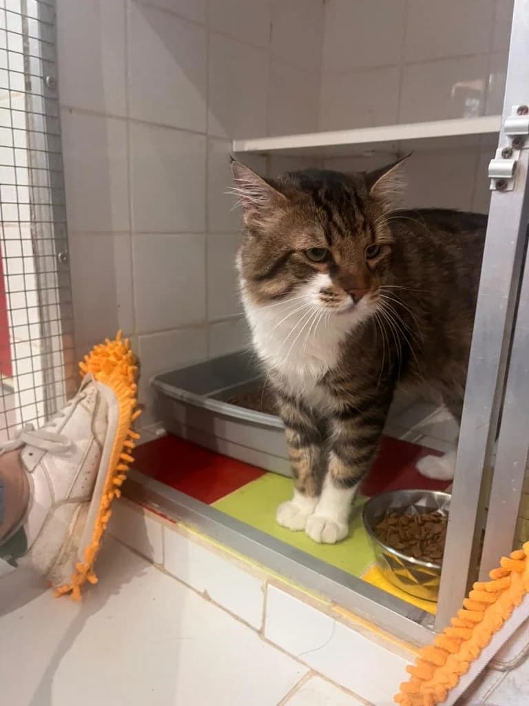MONI, European Shorthair for adoption at Le Chat Doc