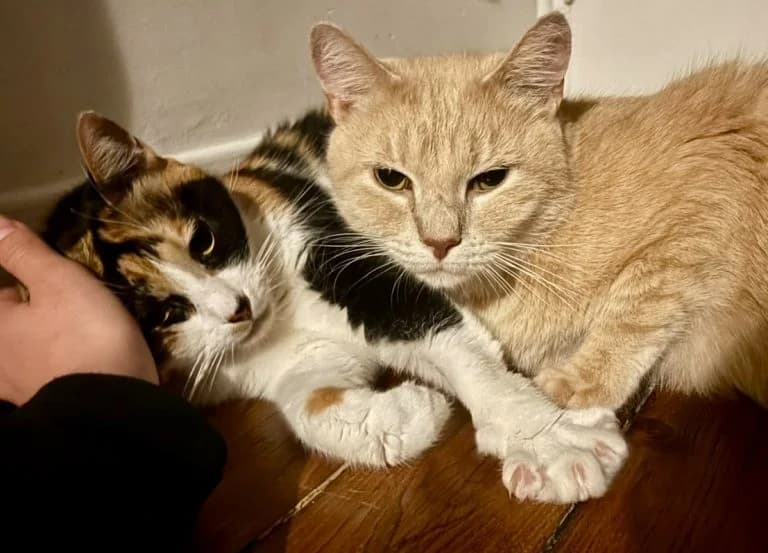 NOUGAT et ZORRO, European Shorthair for adoption at Le Chat Doc