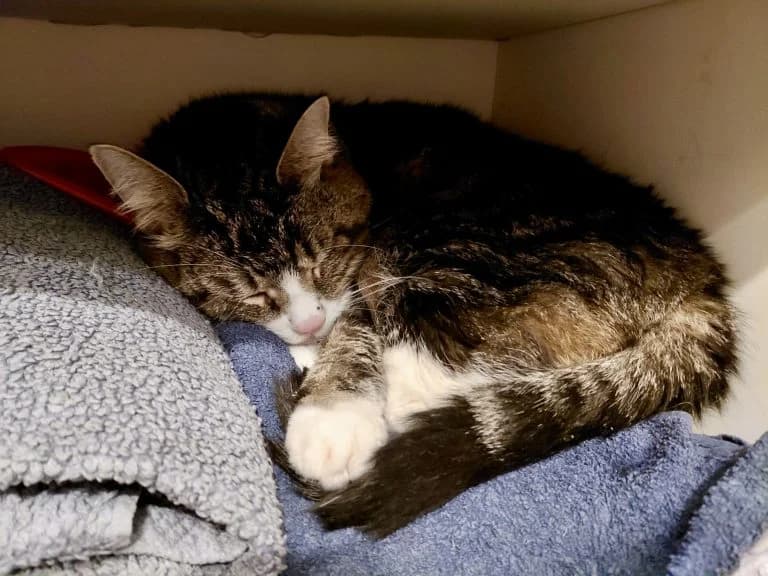 PAPYNOU, European Shorthair for adoption at Le Chat Doc