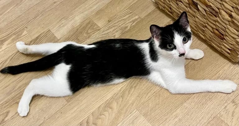 PATRAS, European Shorthair for adoption at Le Chat Doc