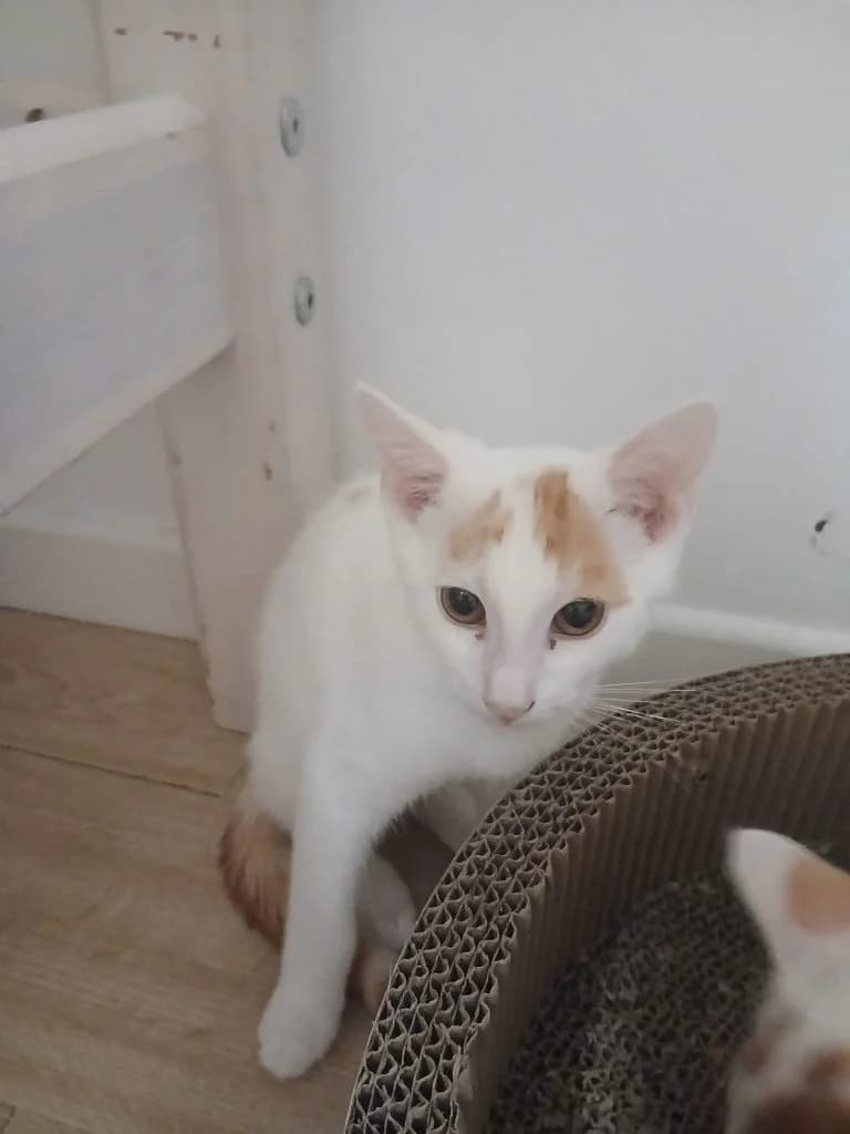 EDVARD MUNCH, European Shorthair for adoption at Le Chat Doc