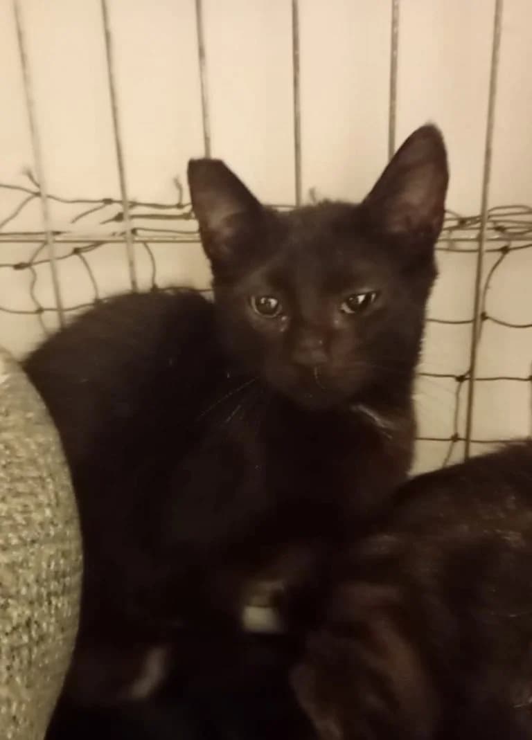 SHIVA, European Shorthair for adoption at Le Chat Doc