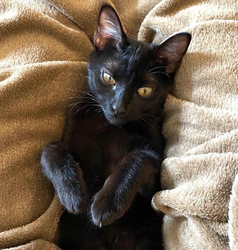 SMOKE, European Shorthair for adoption at Le Chat Doc
