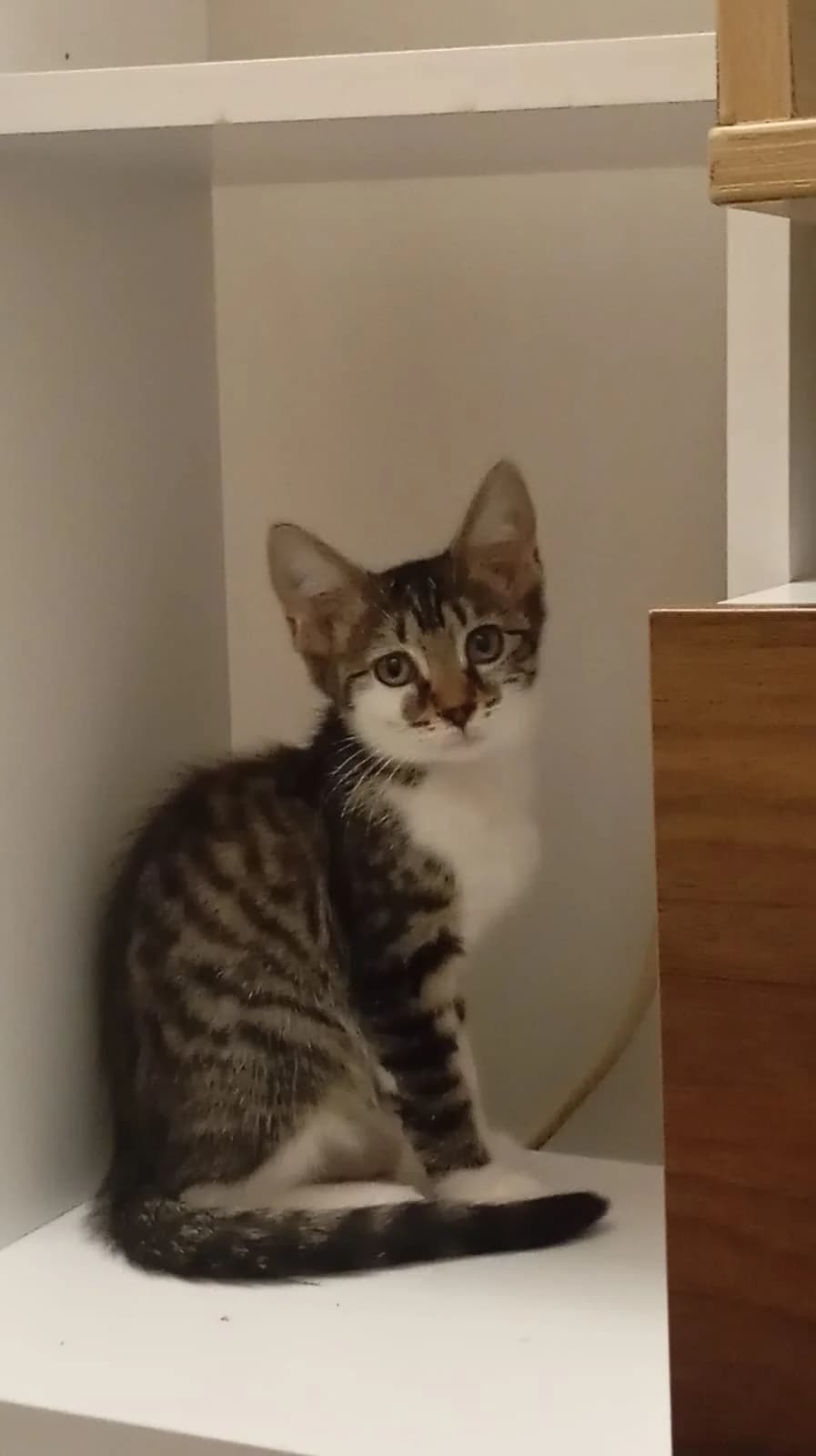 TAMALE, European Shorthair for adoption at Le Chat Doc