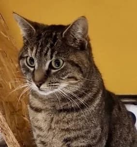 TAMALOU, European Shorthair for adoption at Le Chat Doc
