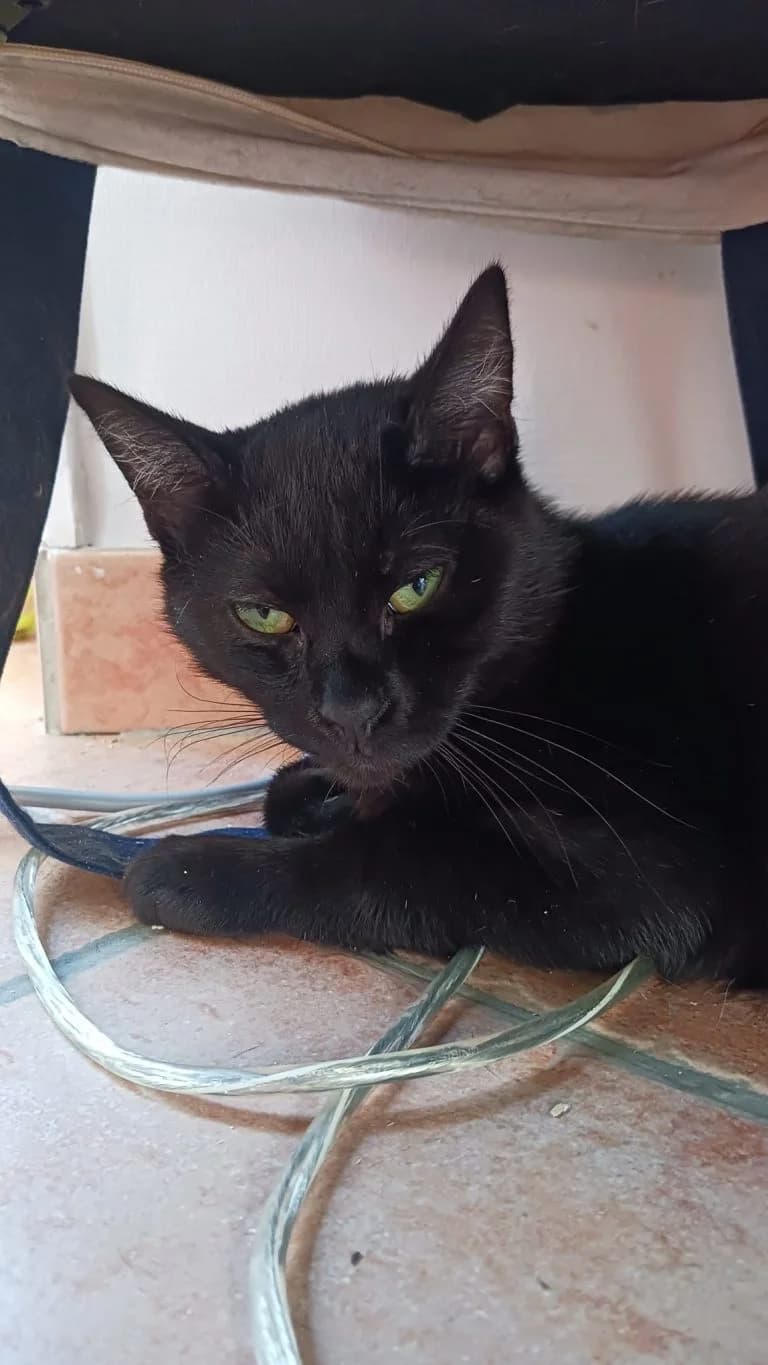 TEHERAN, European Shorthair for adoption at Le Chat Doc