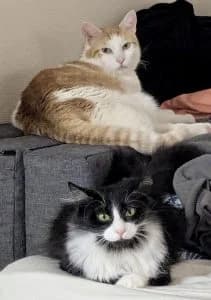 TIGROU ET FLORENCE, European Shorthair for adoption at Le Chat Doc