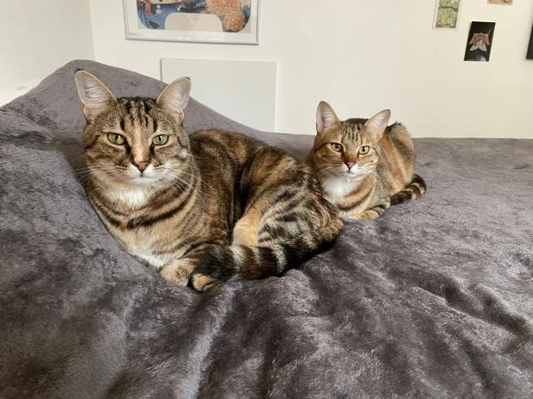 TRIBLY ET FEDORA, European Shorthair for adoption at Le Chat Doc