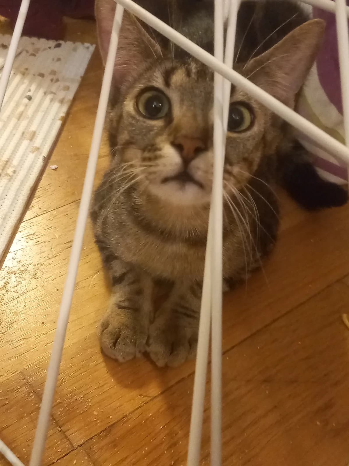 ZIGAPATTES, European Shorthair for adoption at Le Chat Doc