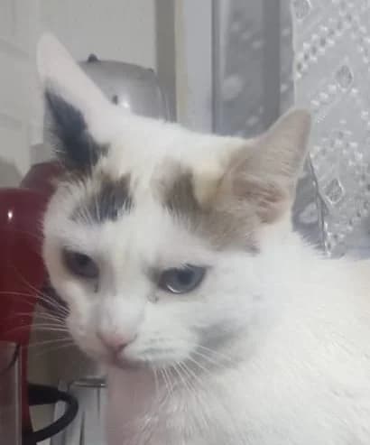 ZOE, European Shorthair for adoption at Le Chat Doc