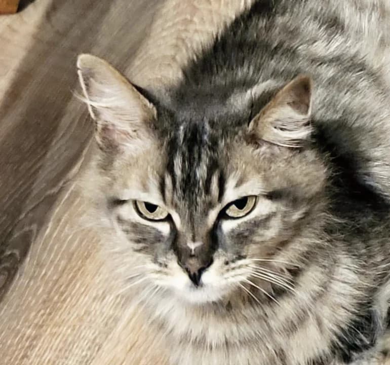 VENUS, Mixed Breed for adoption at Le Chat Libre Azuréen