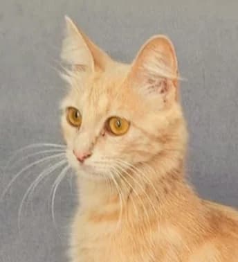 EVA, Mixed Breed for adoption at Le Chat Libre Azuréen