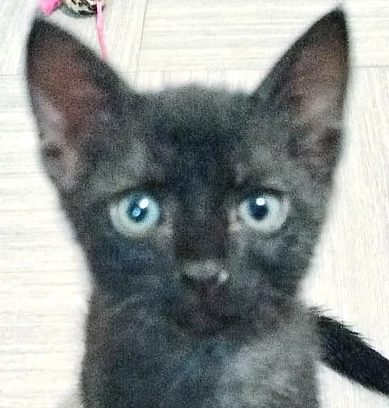 THOR, Mixed Breed for adoption at Le Chat Libre Azuréen