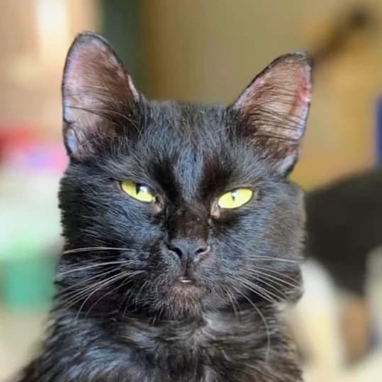 ULYSSE, Mixed Breed for adoption at Le Chat Libre Azuréen