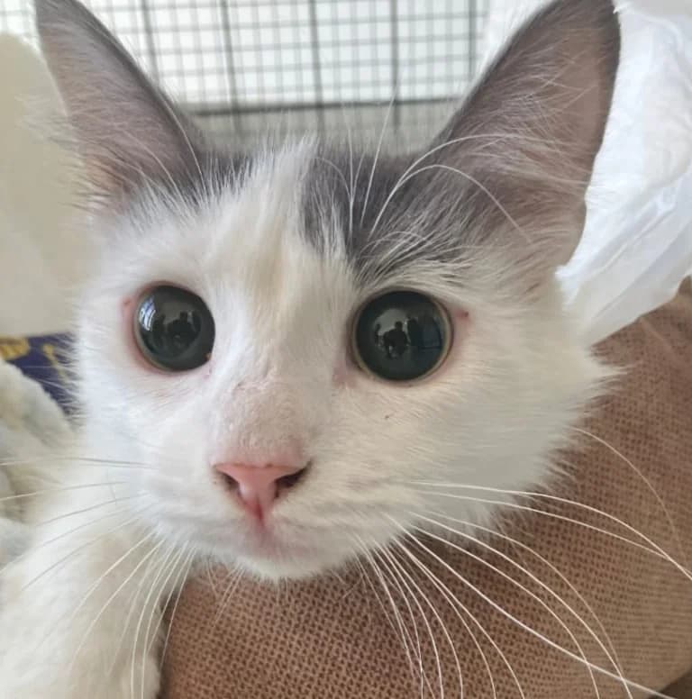 AYA, Mixed Breed for adoption at Le Chat Libre Azuréen
