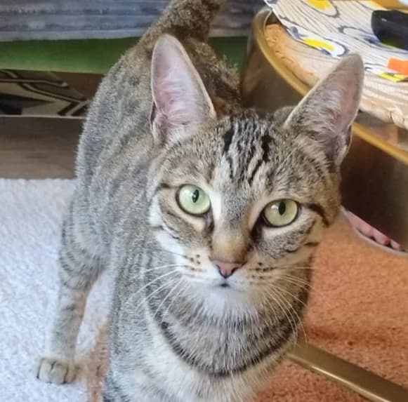 BONY, Mixed Breed for adoption at Le Chat Libre Azuréen