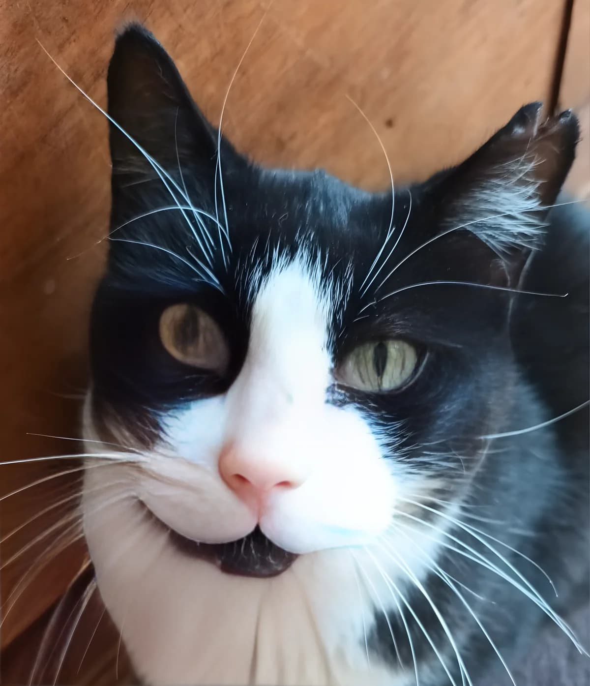 DOMINO, Mixed Breed for adoption at Le Chat Libre Azuréen