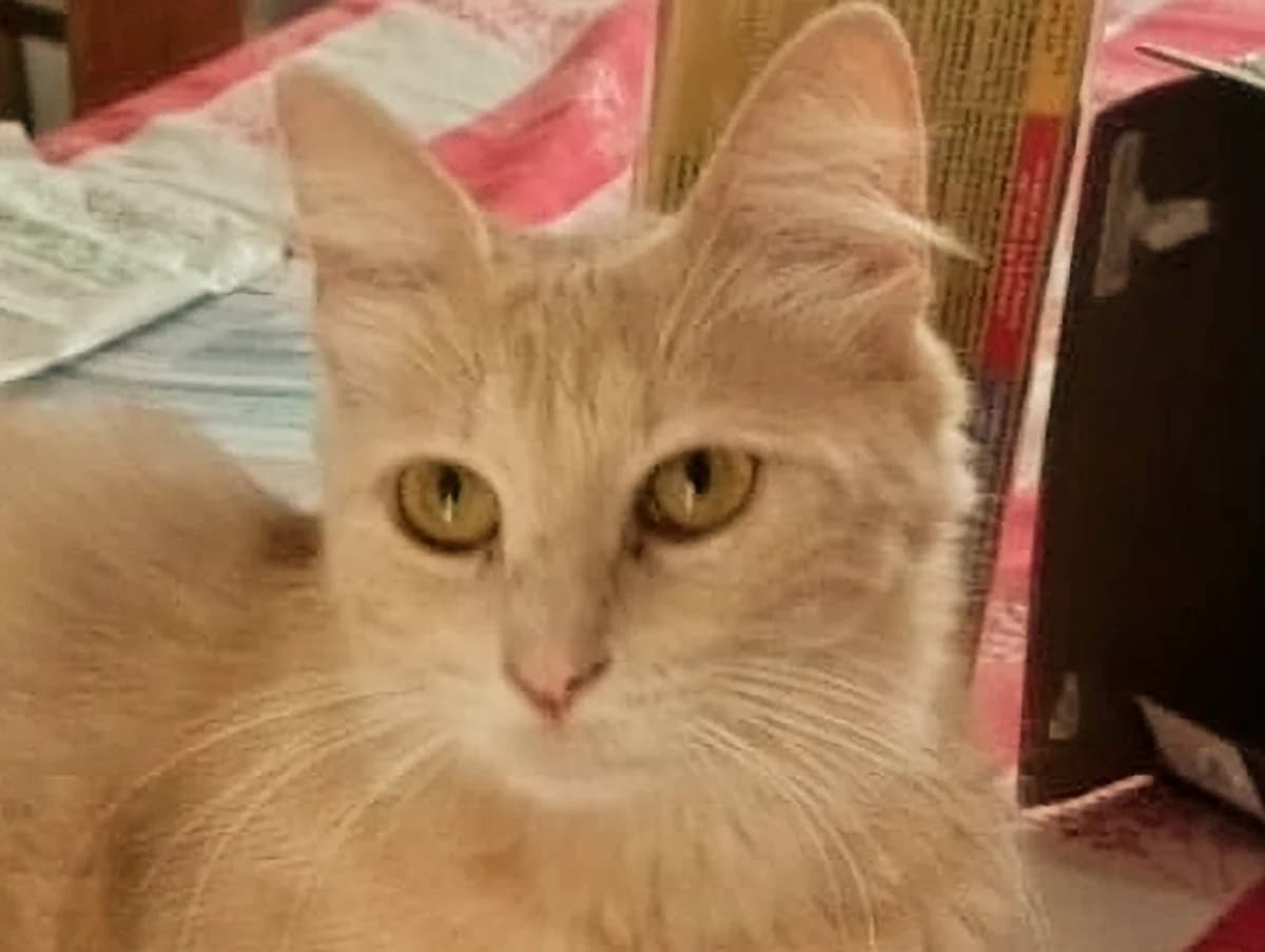 EVA, Mixed Breed for adoption at Le Chat Libre Azuréen