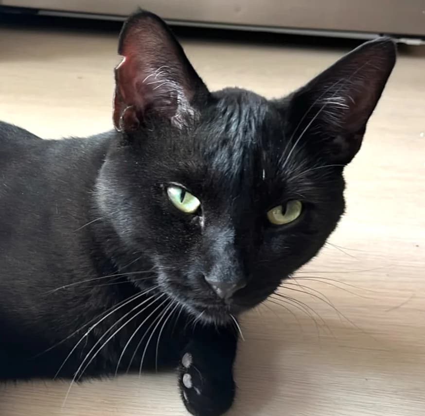 TITI, Mixed Breed for adoption at Le Chat Libre Azuréen
