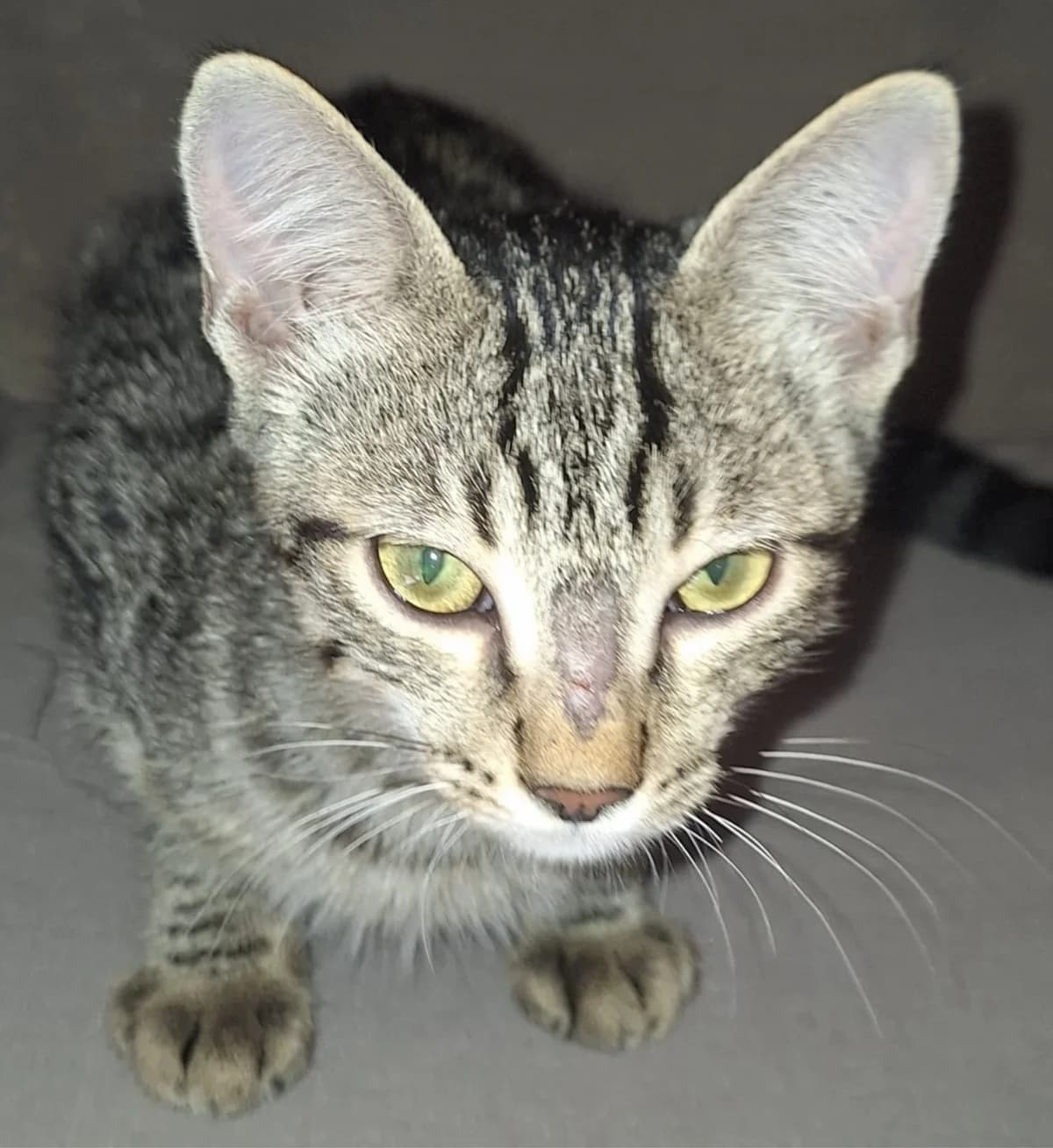 DIESEL - 2026, Mixed Breed for adoption at Le Chat Libre Azuréen