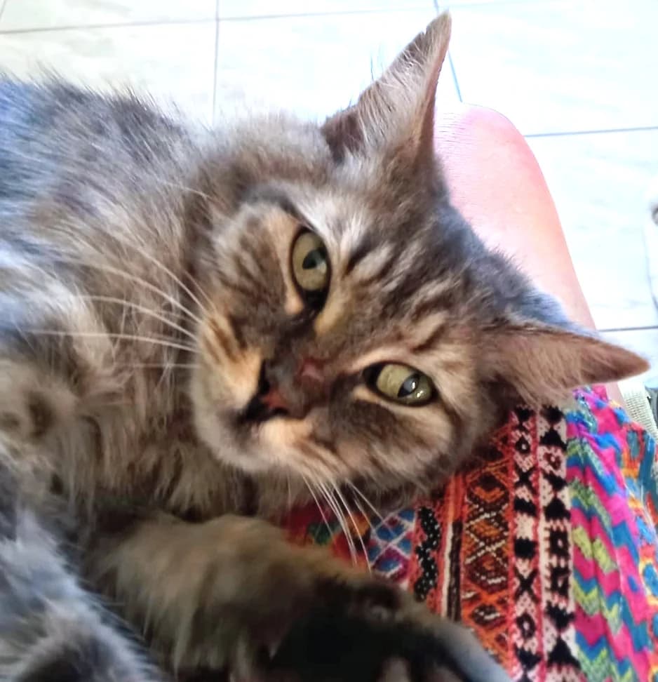 VENUS, Mixed Breed for adoption at Le Chat Libre Azuréen