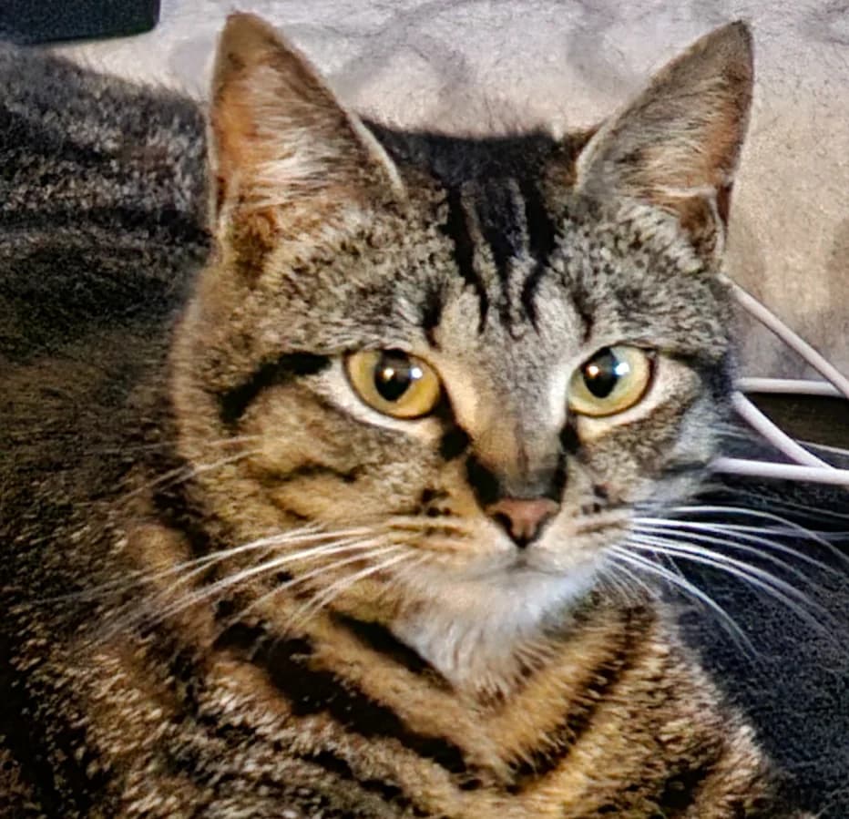 MISTY, Mixed Breed for adoption at Le Chat Libre Azuréen