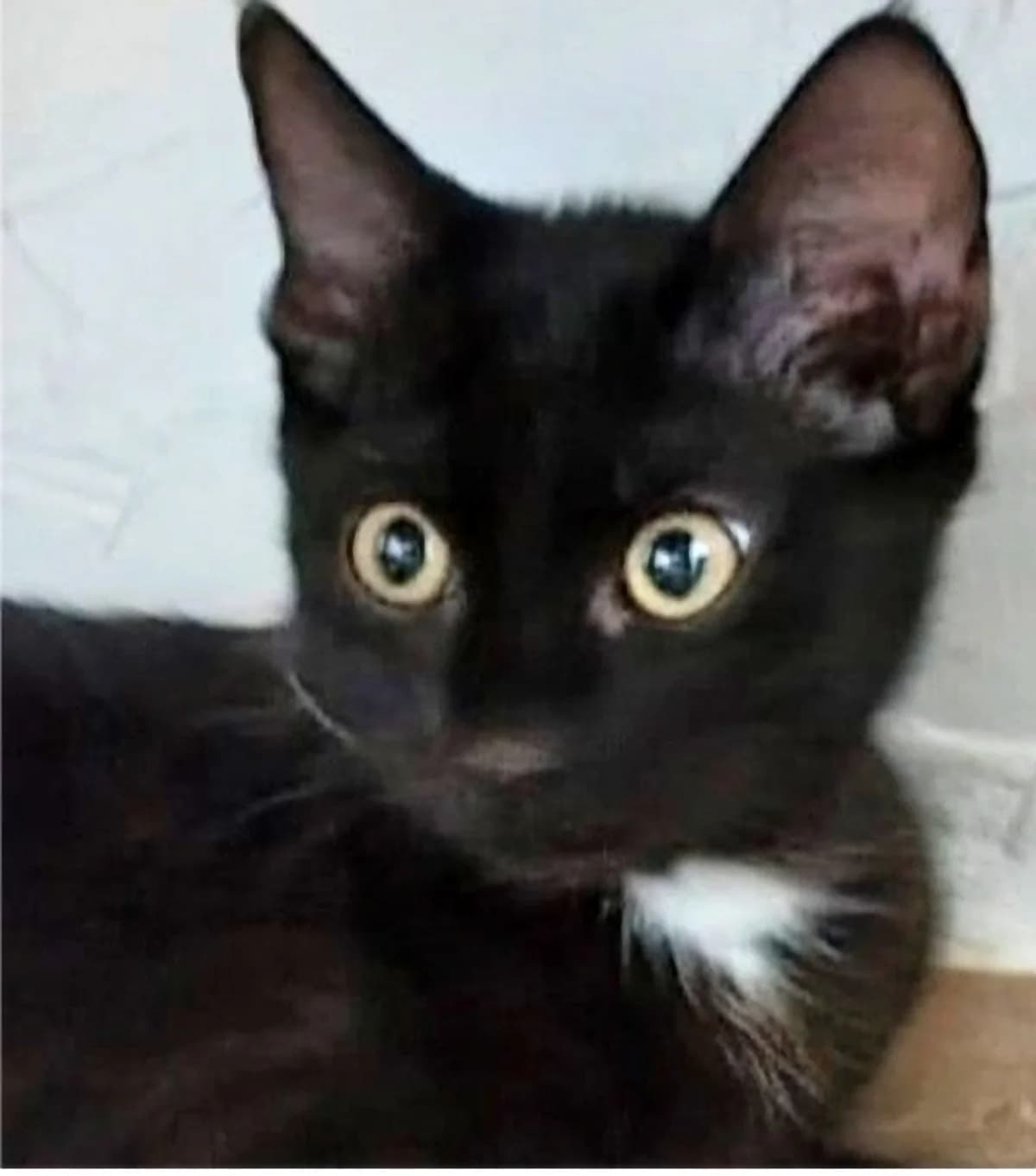 KALI, Mixed Breed for adoption at Le Chat Libre Azuréen