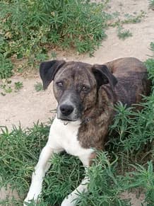 Ambra, Greyhound for adoption at Le Clan des Lévriers