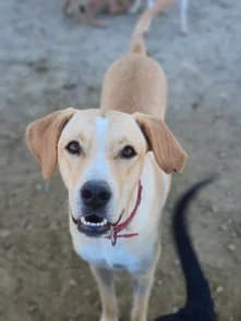 Brenda, 4yo Greyhound for adoption at Le Clan des Lévriers
