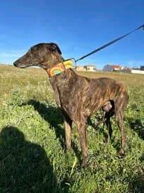 Capricho, 5yo Greyhound for adoption at Le Clan des Lévriers